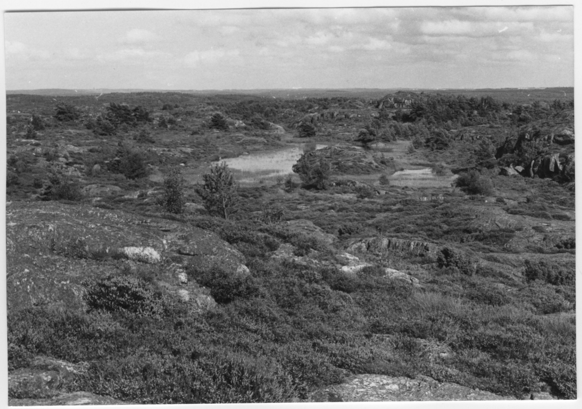 'Bildtext: ''Sjö i område med ljungvegetation. Riktning 70.'' :: Vy över berghällsparti med ljungvegetation och spridda furor med vattensamling, sjö med starrvegetation. ::  :: Ingår i serie med fotonr. 6970:1-1125, dokumentation av Hisingens naturgeografi, visande landskapsformerna i stora drag och gjord inför exploateringen av området. Platserna för fotograferingen finns utsatta på karta i skala 1:4000 som finns på Göteborgs Naturhistoriska musem. Fotoriktningen mättes med kompass i gammalgrader.'