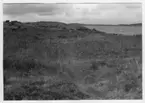 'Bildtext: ''Strandäng. Riktning 300.'' Vy över strandäng med bl.a. ljungvegetation med havet i bakgrunden. Invid strandängen berghäll med enbuskar. ::  :: Ingår i serie med fotonr. 6970:1-1125, dokumentation av Hisingens naturgeografi, visande landskapsformerna i stora drag och gjord inför exploateringen av området. Platserna för fotograferingen finns utsatta på karta i skala 1:4000 som finns på Göteborgs Naturhistoriska musem. Fotoriktningen mättes med kompass i gammalgrader.'