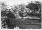 'Bildtext: ''Tallvegetation på höjd. Riktning 112.'' ::  :: Ingår i serie med fotonr. 6970:1-1125, dokumentation av Hisingens naturgeografi, visande landskapsformerna i stora drag och gjord inför exploateringen av området. Platserna för fotograferingen finns utsatta på karta i skala 1:4000 som finns på Göteborgs Naturhistoriska musem. Fotoriktningen mättes med kompass i gammalgrader.'