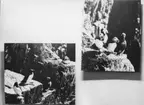 'Avfotografering av utställningen: Rundøy -fågelö på Skandinaviens västkant, 1966-10-22-1966-12-15: ::  :: 2 st foton av ca 5 st sillgrisslor på klippa samt 4 st lunnefåglar på klippa. ::  :: Ingår i serie med fotonr. 6982:1-19.'