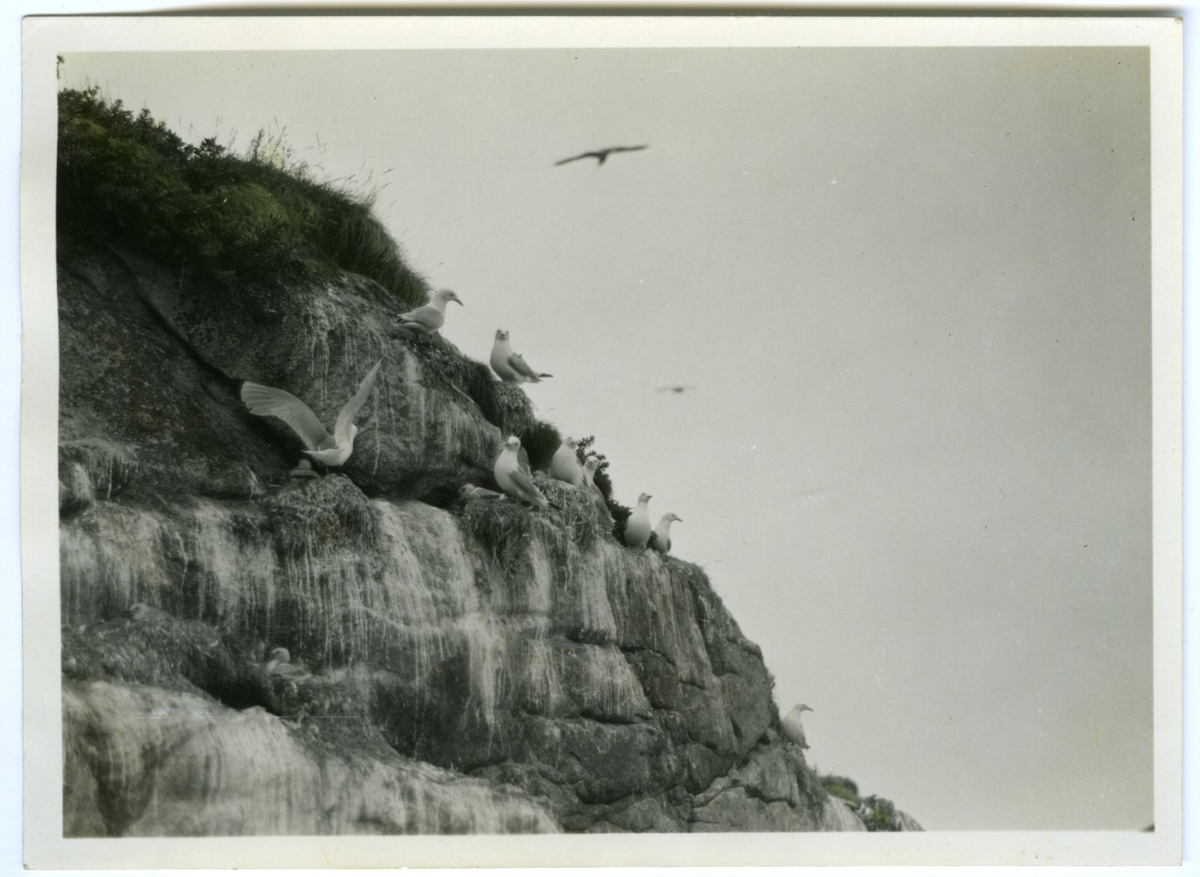 'Vy med klippvägg med ca 10 st tretåiga måsar sittande på avsatser. :: Text till fotot: ''Denna lilla kolonin med tretåiga måsar fann jag vid Hippingen (Senja) sommaren 1933. Det är det minsta- helt isolerade- koloni av denna fågel som jag har träffat på.'' ::  :: Ingår i fotonr. 6995:1-51, dessa sitter i ett fotoalbum med tillhörande beskrivningar på norska.'