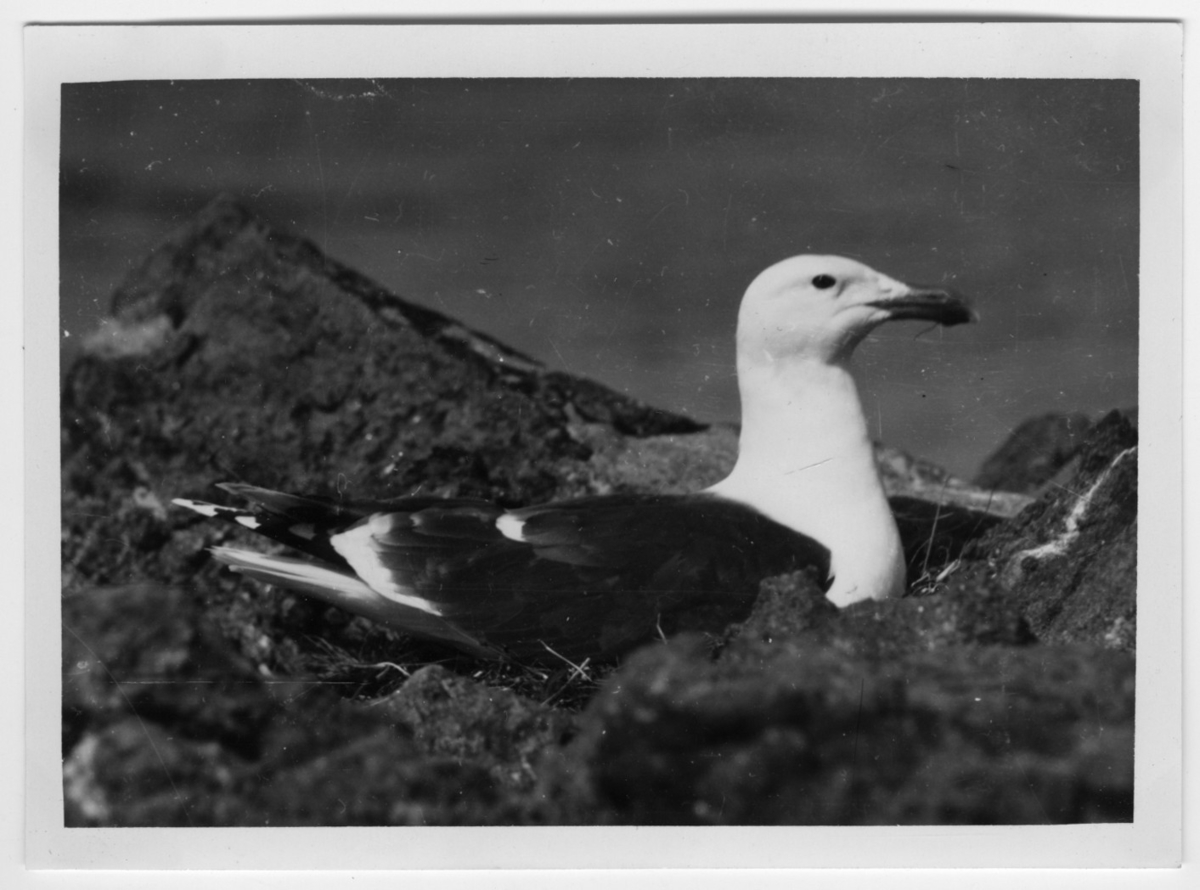 '1 st havstrut på boet på berghäll, närbild. ::  :: Ingår i fotonr. 6995:1-51, dessa sitter i ett fotoalbum med tillhörande beskrivningar på norska.'