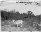 'Gasell sedd från sidan, i Slottsskogen. Text till fotot: ''Gasell från Slottsskogen''. Gasellen död 1911- 09-11 och inkommet till museet. Fotot ligger tillsammans med en skiss av djuret. Ma.ex. 776. ::  :: Se även fotonr. 4511, samma motiv.'