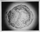 Ingår i serie med fotonr. 7039:1-7 med foton, anatomiska och histologiska, av Planorbidae.