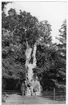 'Bildtext: ''Bild 235. Lind (Tilia platyphyllos).'' 1 man stående intill stammen  på 1 lind med ihåligheter. Hägnad framför. ::  :: Fotonr. 7046:119-185 indelade som ''Märkvärdiga träd  i Göteborgs län och Bohus län''. Ingår i serie med fotonr. 7046:1-383, 7047:1-33 och 7048:1-67 med bilder från  Länsjägmästare John Lindners bildarkiv.'