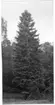 'Bildtext: ''Bild 195. Abies lowiana, 65 år, 53 cm i diameter vid brösthöjd. Västra Nordamerika.'' Helbild på ::  :: Fotonr. 7046:186-212 indelade som ''Utländska träd'' i Göteborgs län och Bohus län''. Ingår i serie med fotonr. 7046:1-383, 7047:1-33 och 7048:1-67 med bilder från  Länsjägmästare John Lindners bildarkiv.'