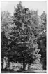 'Bildtext: ''Bild 249. Cypress (Chamaecyparis lawsoniana). Skencypress. Västra Nordamerika.'' 1 man stående invid stammen under 1 cypress. Trädvegetation i bakgrunden. ::  :: Fotonr. 7046:186-212 indelade som ''Utländska träd'' i Göteborgs län och Bohus län''.Ingår i serie med fotonr. 7046:1-383, 7047:1-33 och 7048:1-67 med bilder från  Länsjägmästare John Lindners bildarkiv.'