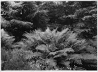 'Bildtext: ''Bild 142. Ormbuskar (Athyrium filix femina).'' Närbild på majbräken. ::  :: Fotonr. 7046:213-233 indelade som ''Buskar, blommor m.m.'' i Göteborgs län och Bohus län''. Ingår i serie med fotonr. 7046:1-383, 7047:1-33 och 7048:1-67 med bilder från  Länsjägmästare John Lindners bildarkiv.'