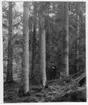 'Bildtext: ''Bild 148. 100-årig granskog. 5 km innanför spontana grangränsen.'' 1 man stående i granskog. ::  :: Fotonr. 7046:234-275 indelade som ''Naturskogsbestånd i Göteborgs län och Bohus län''. Ingår i serie med fotonr. 7046:1-383, 7047:1-33 och 7048:1-67 med bilder från  Länsjägmästare John Lindners bildarkiv.'