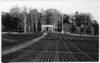 'Bildtext: ''Skogsvårdsstyrelsens plantskola.'' Vy med fält med odlingar av trädplantor framför liten träbyggnad med flaggstång bredvid. Trädvegetation i bakgrunden. ::  :: Fotonr. 7046:307-328 indelade som ''Skogsodling och självsådd.'' Ingår i serie med fotonr. 7046:1-383, 7047:1-33 och 7048:1-67 med bilder från  Länsjägmästare John Lindners bildarkiv.'