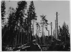 'Bildtext: ''Efter stormen den 23 oktober 1921.'' Vy med barrskog med stor andel avbrutna träd. ::  :: Fotonr. 7047:2-23 indelad under rubriken ''Atmosfäriska skador på skogen, skogseld och släckning därav.'' Ingår i serie med fotonr. 7046:1-383, 7047:1-33 och 7048:1-67 med bilder från  Länsjägmästare John Lindners bildarkiv.'