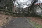 'Motiv av stormfällda träd i Slottsskogen: ::  :: Vy med gång/cykelväg i Slottsskogen, med Linnéplatsen till höger strax utanför bilden. Linnégatan rakt fram i bakgrunden. I förgrunden stormfällt träd. ::  :: Ingår i serie med fotonr. 7069:1-4.'