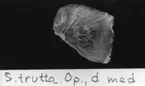 'S. trutta. Op., d., med. :: (Salmo trutta Operculum, dexter, medialt) ::  :: Ingår i serie med fotonr. 7094:1-48'