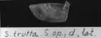 'S. trutta. S. op., d., lat. :: (Salmo trutta, Suloperculum, dexter, lateralt) ::  :: Ingår i serie med fotonr. 7094:1-48'