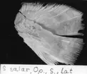 'S. salar, Op., S., lat. :: (Salmo salar, Operculum, sinister, lateralt) ::  :: Ingår i serie med fotonr. 7094:1-48'