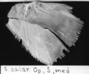 'S. salar. Op., S., med. :: (Salmo salar, Operculum, sinister, medialt) ::  :: Ingår i serie med fotonr. 7094:1-48'