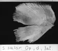 'S. salar. Op., d., lat. :: (Salmo salar, Operculum, dexter, lateralt) ::  :: Ingår i serie med fotonr. 7094:1-48'