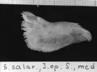 'S. salar., J. op. S., med. :: (Salmo salar, Interoperculum, sinister, medialt) ::  :: Ingår i serie med fotonr. 7094:1-48'