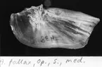 'A. fallax, Op., S., med. :: (A. fallax, Operculum, sinister, medialt) ::  :: Ingår i serie med fotonr. 7094:1-48'