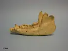 Vänster underkäke, latin mandibula