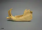 Vänster underkäke, latin mandibula