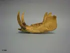 Vänster underkäke, latin mandibula