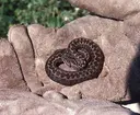 Vipera ursinii moldavica