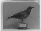'Bastard, korsning mellan grå och svart kråka, hane ad. Fynddatum: 1922-04-09. ::  :: Av.su. 5045. ::  :: Montaget finns utställt i monterskåp nr 128 i fågelgången på Göteborgs Naturhistoriska Museum. ::  :: Bilden finns med i Göteborgs Naturhistoriska museums Årstryck 1923 s.31'