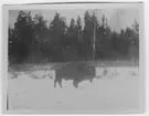 'Amerikansk bison, hane, på äng, sedd från sidan.Trästaket. Granskog. Snö ::  :: Ingår i serie med fotonr. 780-785.'