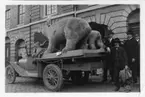 Zoologiska avdelningens flytt av isbjörnar till Naturhistoriska museét i Slottsskogen. Grupp män stående intill lastbilden, Anders Svensson, m.fl. Utanför byggnad.