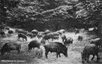 'Flock vildsvin. Text på vykortet: ''Wildschweine im Spessart.'''