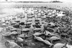 'Text på fotot: ''Svanbesök i Landskrona hamn 1924''. :: Övervintrande svanar i Landskrona hamn. Invid strandkanten. ::  :: Se fotonr. 1358-1368, 1430, 2544-2545 samt 945-950, samma motiv samma år.'