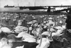 'Text på fotot: ''Svanbesök i Landskrona hamn 1924''. :: Övervintrande svanar i Landskrona hamn. Invid strandkanten, på bilden syns piren som går ut i vattnet. ::  :: Se fotonr. 1358-1368, 1430, 2544-2545 samt 945-950, samma motiv samma år.'