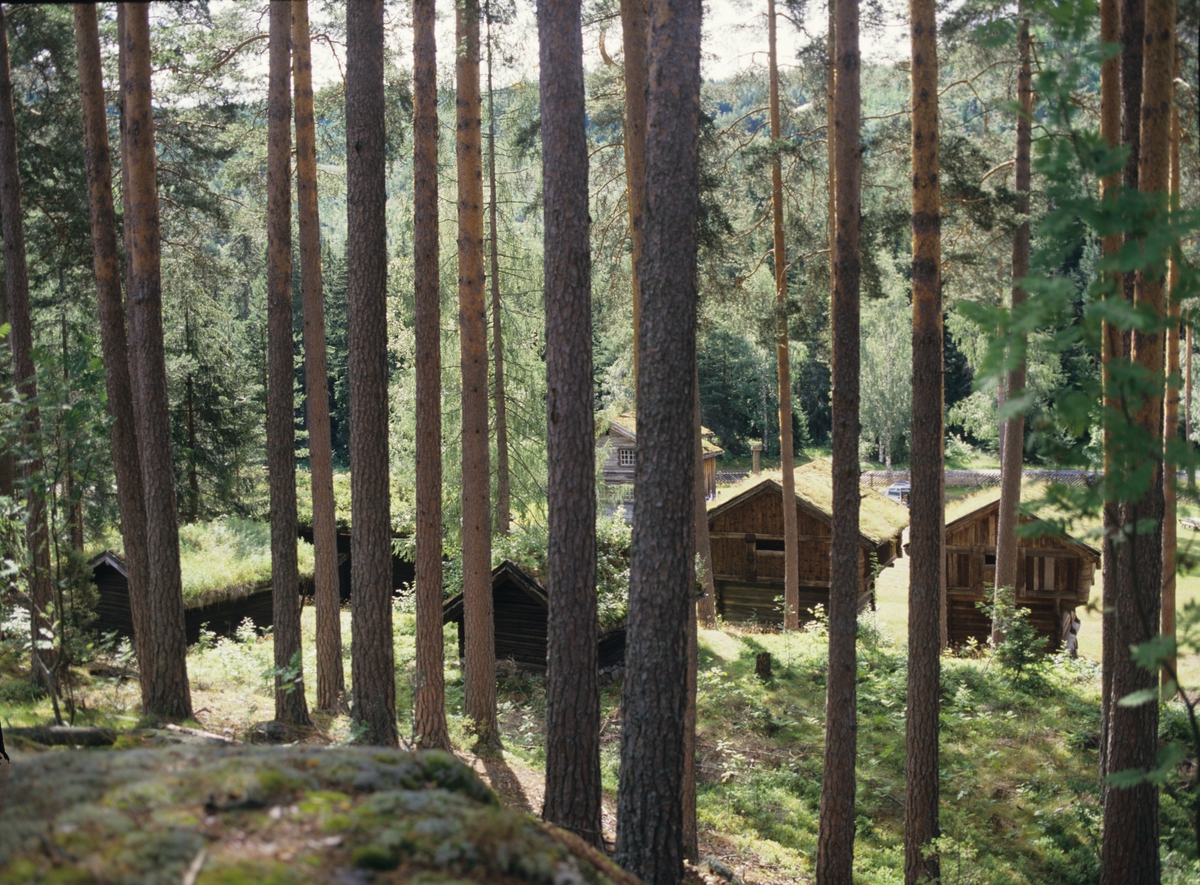 Bygdetun sett gjennom furuskogen på Kviteseid Bygdetun, Telemark. Illustrasjonbilde fra Bonytt 1988.