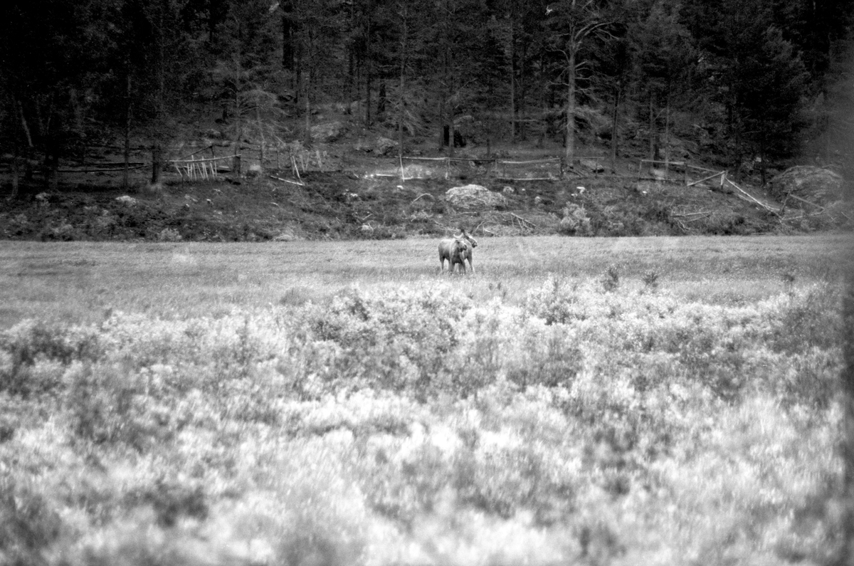 Elg i Tesse, juli 1961.