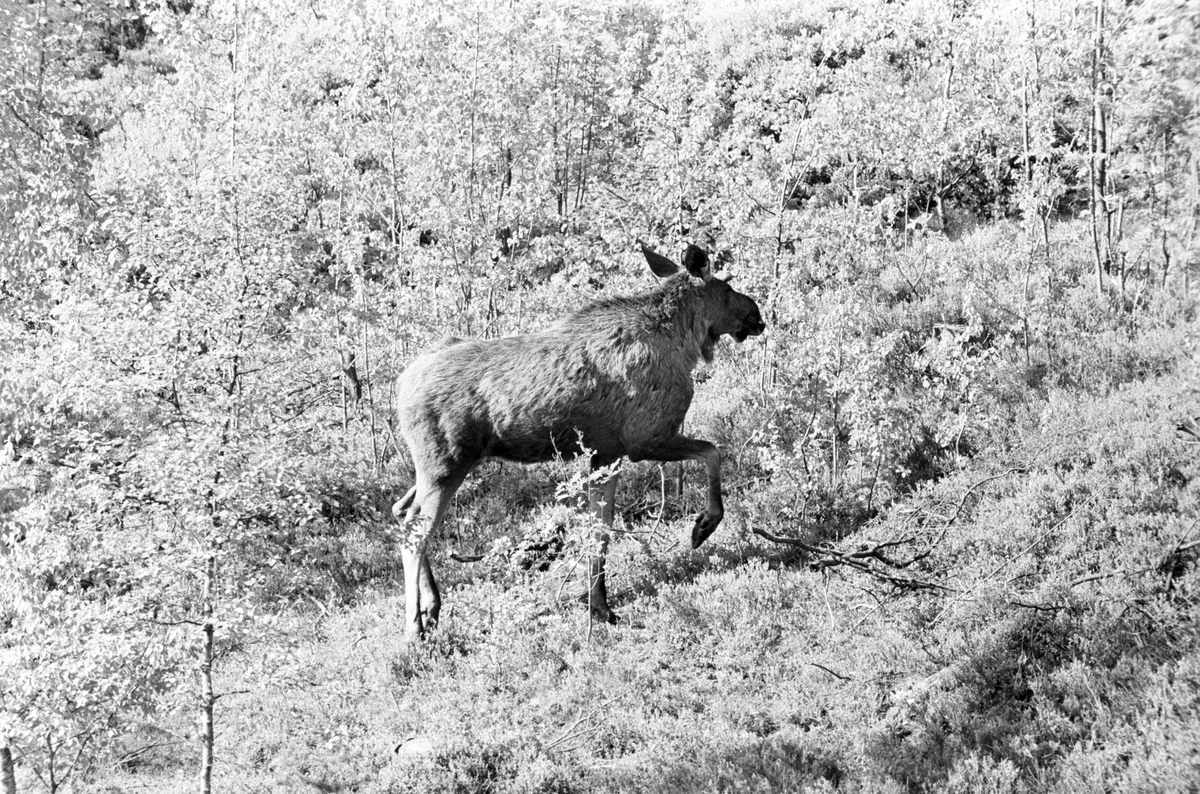 Elg på Grefsenkollen, 25. mai 1961