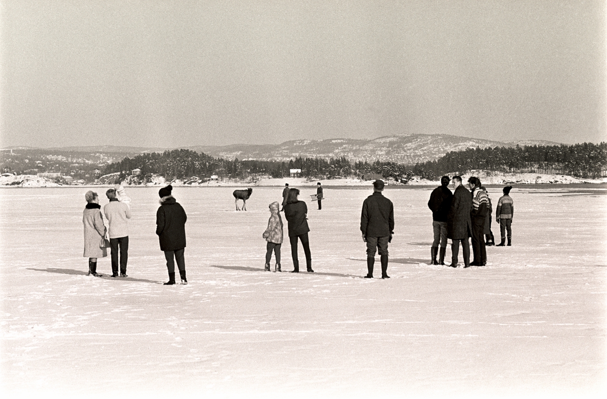 En elg har forvillet seg ut på isen i Østmarka vinteren 1967.  En mann med stige prøver å hindre den i å gå mot vannet til høyre i bildet. Tilskuerne i forgrunnen følger nøye med.