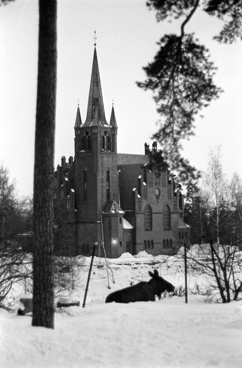 En elg har lagt seg ned i snøen ved Høvik kirke i 1967.