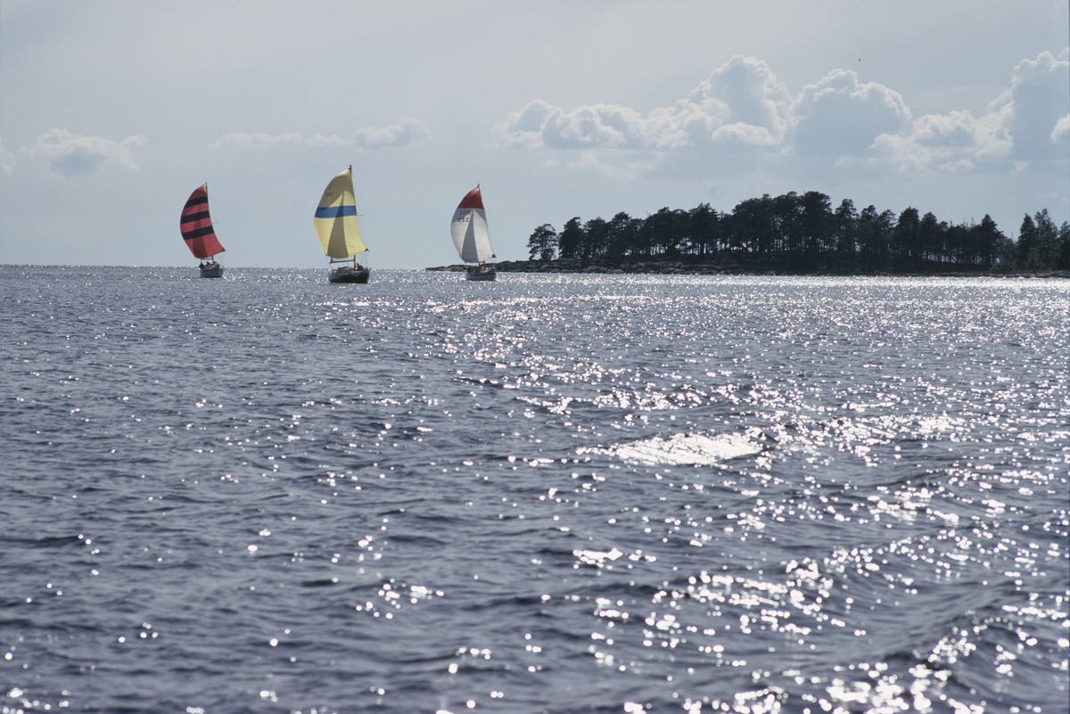 Kappsegling med Albin Vega.