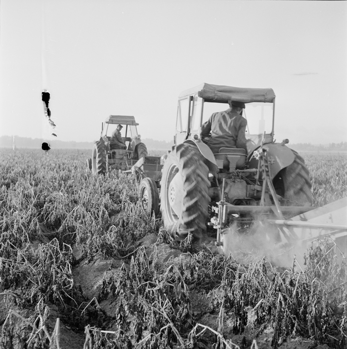 Män arbetar på åkern, Uppland 1959