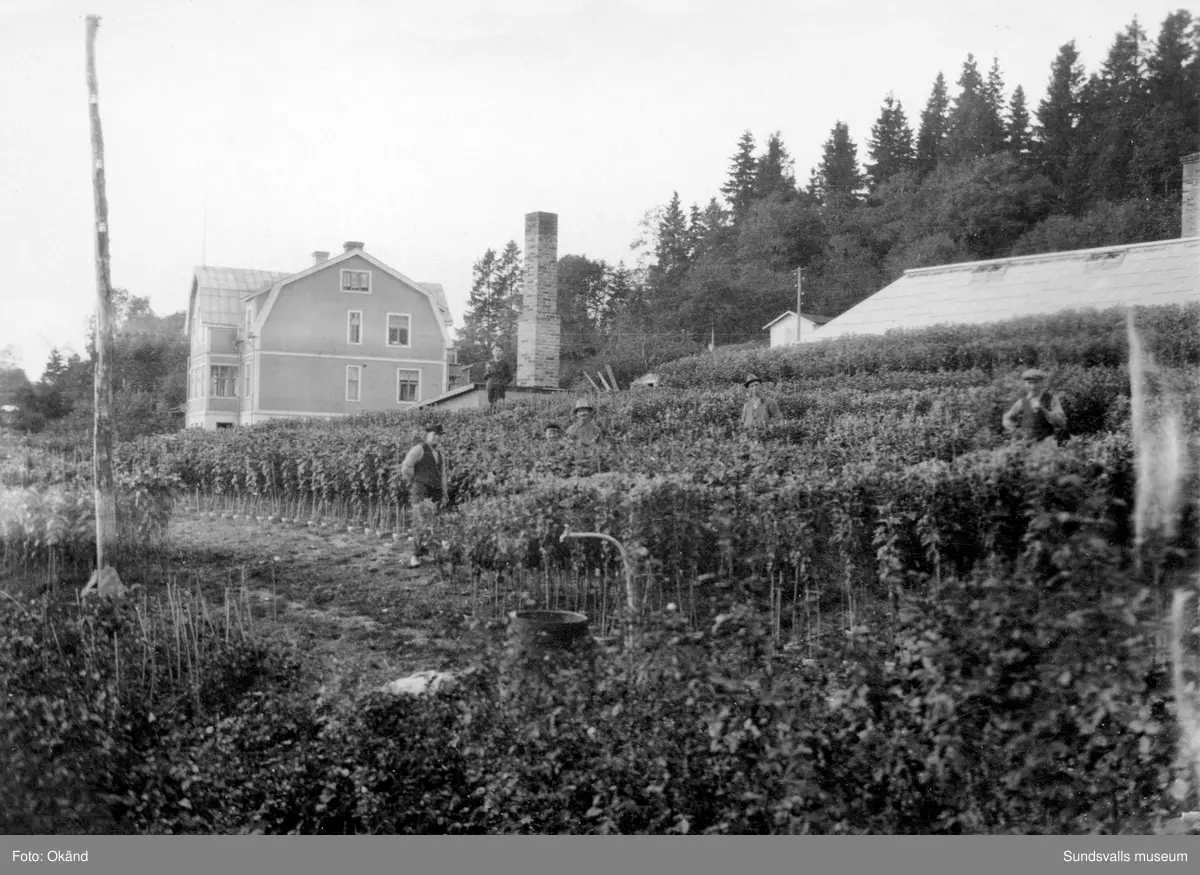 Bostadshuset (byggt 1914 och rivet 1986) vid Klintens handelsträdgård vid Västhagen, Västermalm. Redan 1898 köpte trädgårdsmästare Sven Edvard Andersson Vreten 10 med avsikt att utöka sin produktion av blommor och andra växter till butiken i Sundsvall. Företaget växte och 1924 bildas aktiebolaget Klintens handelsträdgård. På bild 1 (av 4) ses Sven Edvard Andersson stå längst till höger och hans hustru Anna Lovisa i ljus klänning till vänster om honom. Övriga personer är troligen släktingar. Sven Edvard Andersson hade innan anställning som trädgårdsmästare hos disponenten J A Enhöring i Kubikenborg.