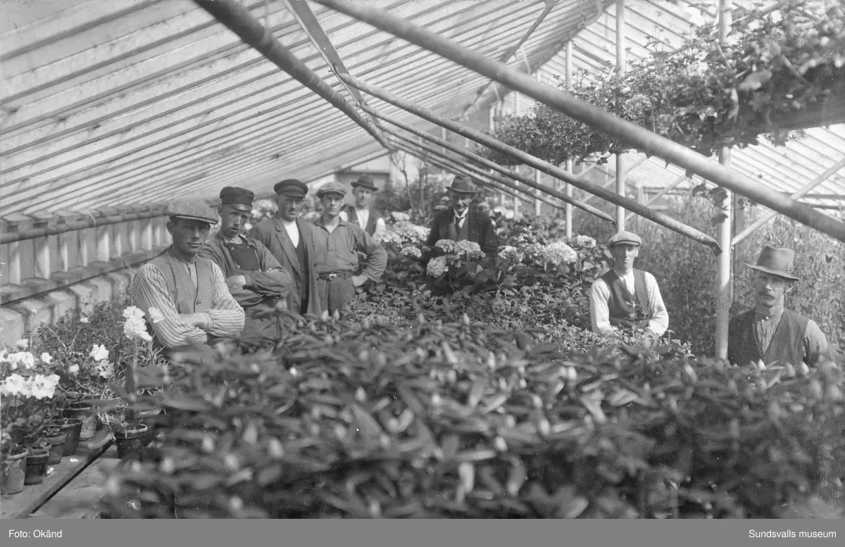 En svit bilder tagna inifrån växthusen på Klintens Handelsträdgård. 1898 köpte trädgårdsmästare Sven Edvard Andersson Vreten 10 med avsikt att utöka sin produktion av blommor och andra växter till butiken i Sundsvall. Företaget växte och 1924 bildas aktiebolaget Klintens handelsträdgård. Sven Edvard Andersson hade innan anställning som trädgårdsmästare hos disponenten J A Enhöring i Kubikenborg.