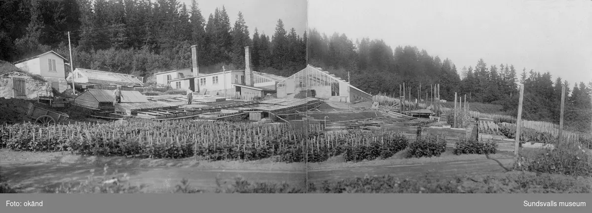 Panorama med växthusen och odlingarna vid Klintens handelsträdgård vid Västhagen, Västermalm. Redan 1898 köpte trädgårdsmästare Sven Edvard Andersson Vreten 10 med avsikt att utöka sin produktion av blommor och andra växter till butiken i Sundsvall. Företaget växte och 1924 bildas aktiebolaget Klintens handelsträdgård.