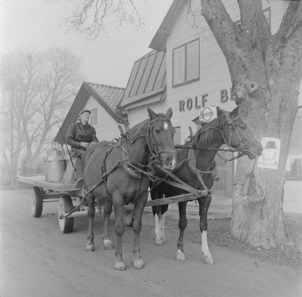 Mjölktransport med häst och vagn, Håbo-Tibble socken, Uppland 1961