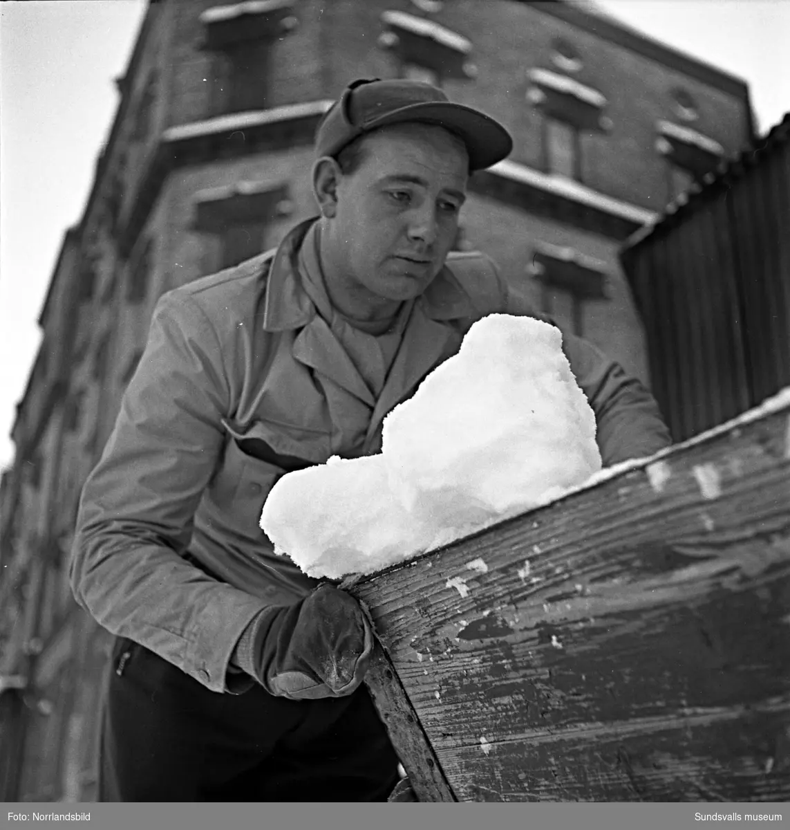 Efter ett rejält snöfall i december 1949 var det full huggning för stadens snöröjare. Elva mil gator och vägar skulle röjas och sandas, själva plogningen sköttes maskinellt men när det sedan var dags för bortforsling av snöhögar och vallar kom de fyrfota trotjänarna fortfarande till sin rätt.  Här är det Axel Svensson som styr Diana nedför Esplanaden för att tippa ännu ett snölass i Selångersån. Renhållningsverket hade 60 man i personalstyrkan vid den här tiden och hade tillgång till 15 lastbilar, varav tre moderna framhjulsdrivna som var mycket användbara i den backiga terrängen, elva snöplogar och två traktorer med snöskopa. Och så de åtta hästarna förstås. Vid katastroftillbud med osedvanlig halka eller hård snöstorm kunde man dessutom ta in 20-30 extra hästar och 20-100 extra arbetare. Den här vintern såg verkets chef, A.S. Nilsson, mycket fram emot en nymodighet på ingång till maskinparken, nämligen snöslungan. Bakom hästekipaget på en av bilderna syns den numera rivna biografen Röda Kvarn.