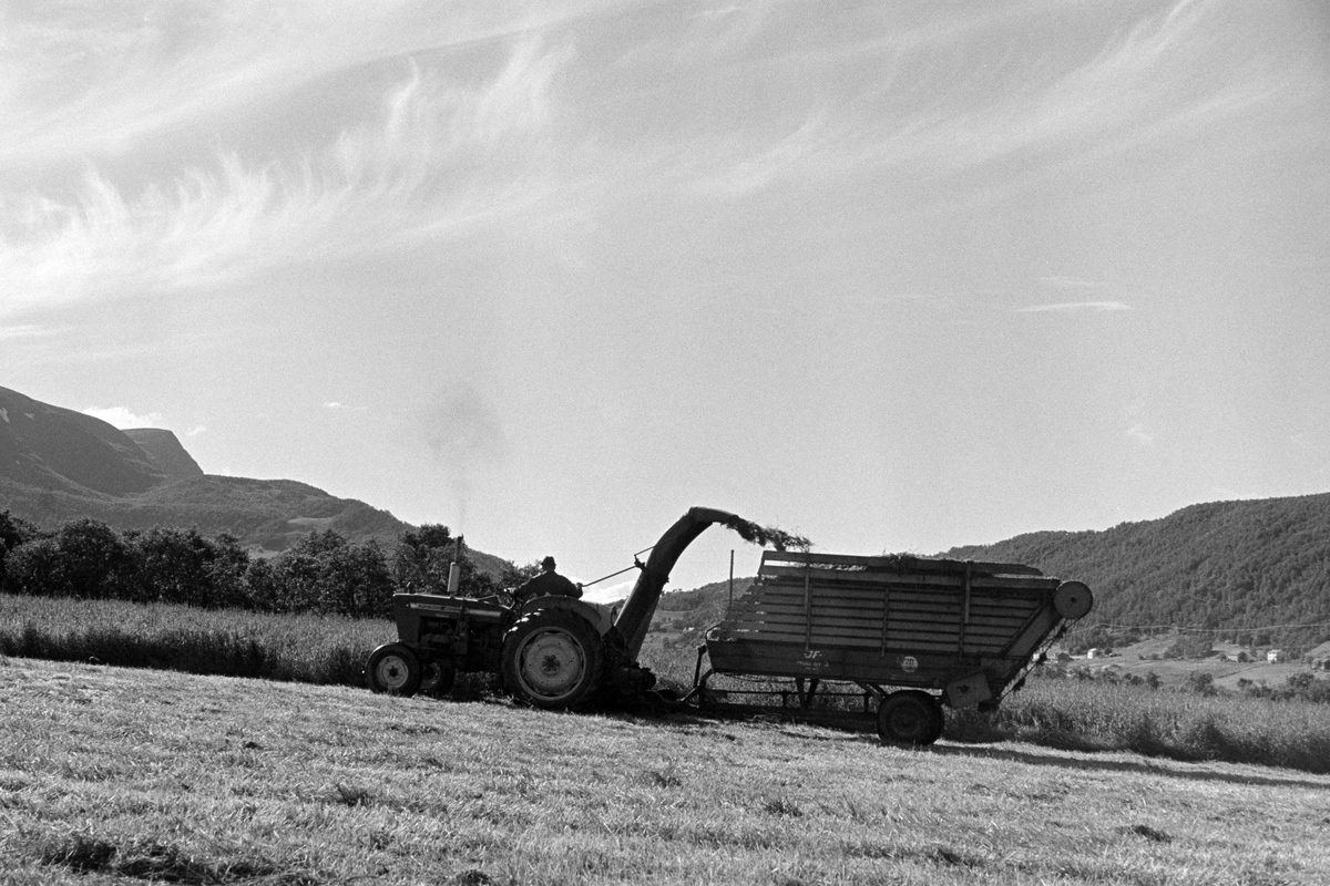 Traktor med fôrhøster på Oldersletta. Møkkeland i bakgrunnen.