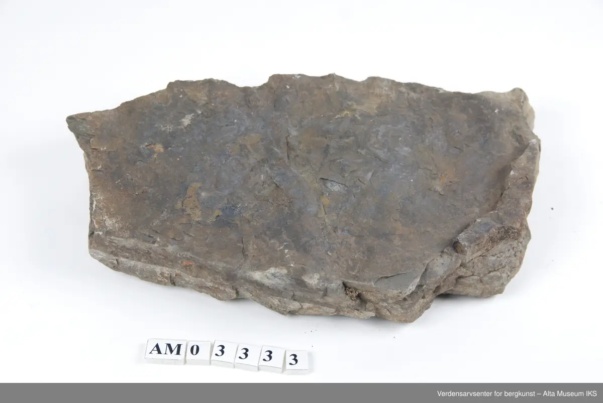 Slamstein (brun) og kvartsitt (gul) m/spor etter mark som har gravet gjennom sediment før det ble herdet. 6 stk. (1 stor + 5 mindre).

Dell av samling v/feltkurs i geologi 1999, Alta.