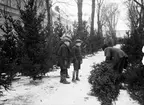 Julgransförsäljning vid Skolgatan, Uppsala 1934