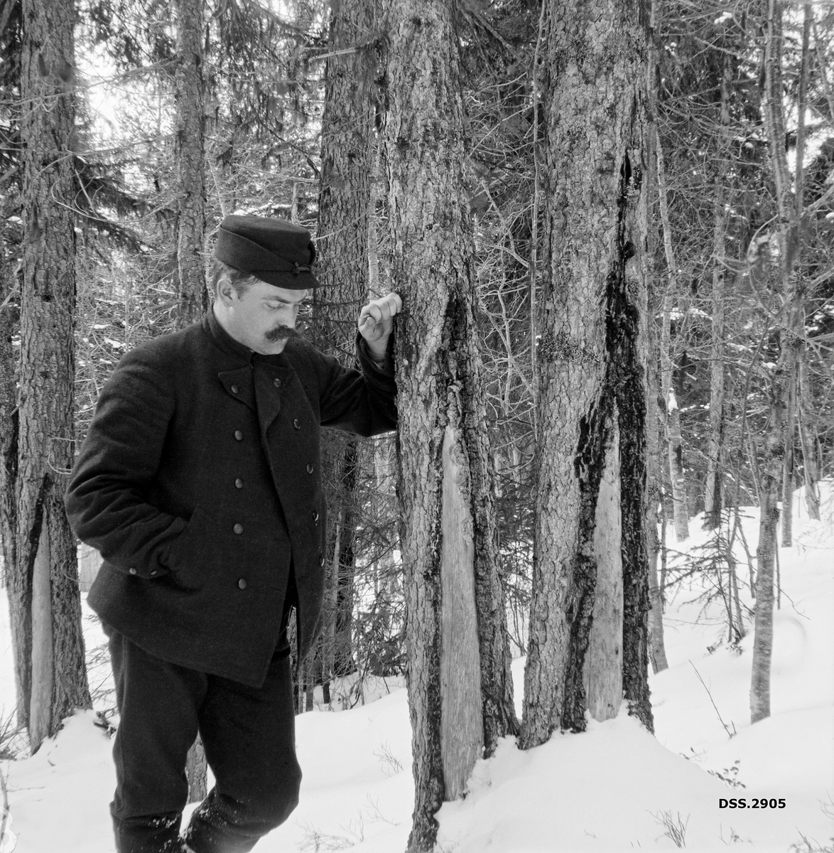 Skogforvalter Hans Godtfred Støre ved en graner med "bandflein" i Rendalen søndre Statsallmenning.  Bandflein innebærer tydeligvis at barken er flenget opp og ødelagt i vertikale striper fra rota og et stykke oppover, f. eks. i forbindelse med skogbrann.  I dette tilfellet har trærne overlevd, men sårene i barken er bare delvis overvokste.