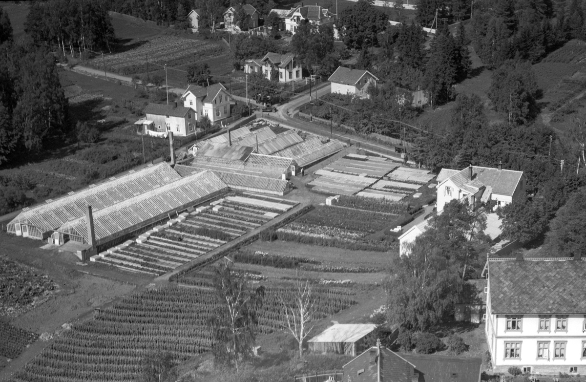 Hamar, Flyfoto, Vestbyen, Hugo Hofstens gartneri i krysset Hakabekkvegen - Bryggerigata, drivhus, villaer i Fredrik Monsens gate 1 og 2,